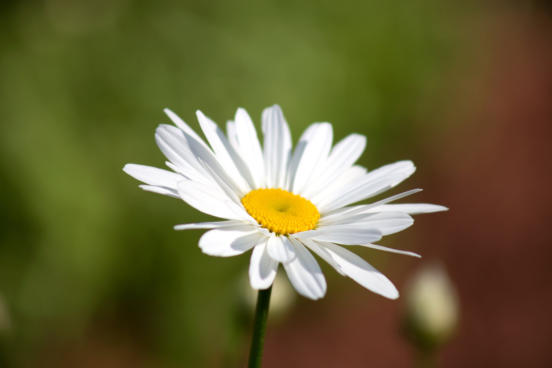 Daisy Award